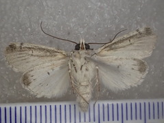 Proteuxoa sarcomorpha