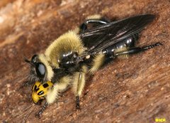 Laphria affinis