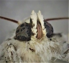 Proteuxoa sarcomorpha