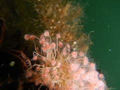 Ectopleura crocea