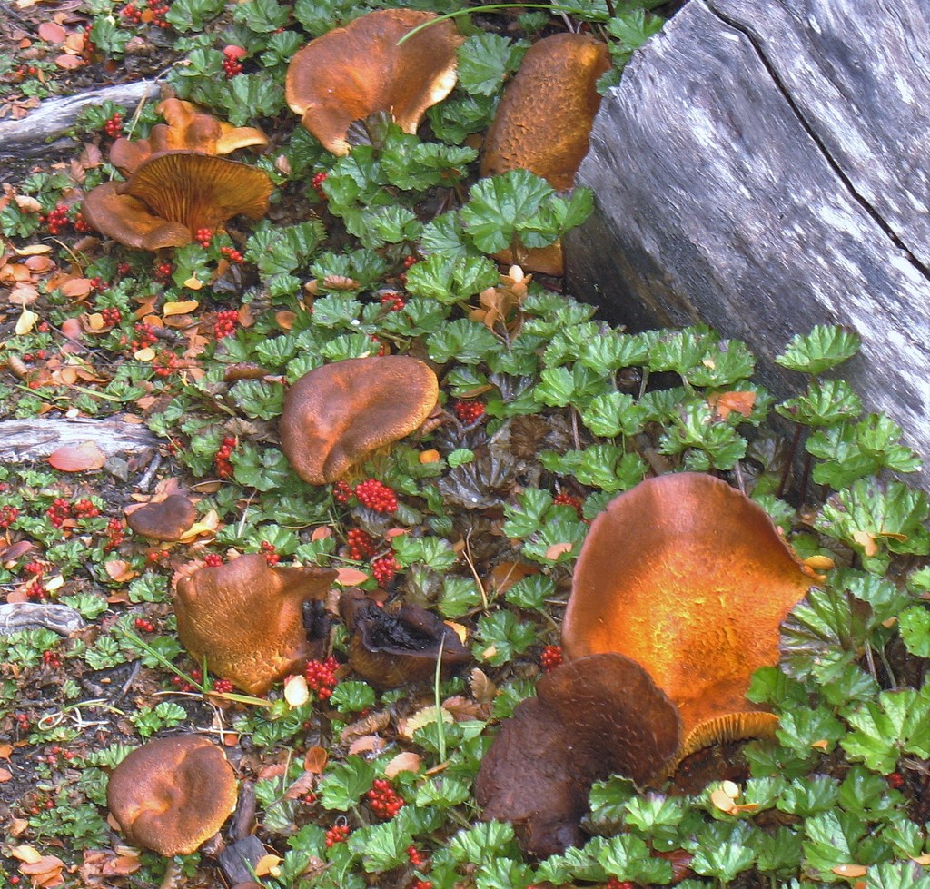 Austropaxillus statuum