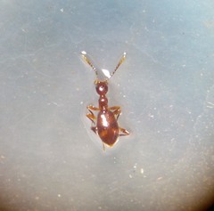 Acanthinus