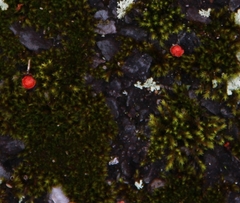 Bryophyta