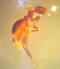 Acanthinus argentinus