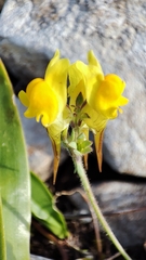 Linaria polygalifolia