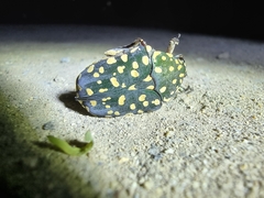 Protaetia niveoguttata