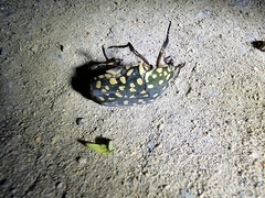 Protaetia niveoguttata