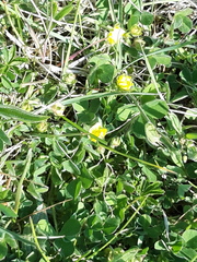 Potentilla incana