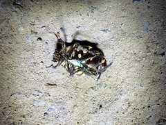 Protaetia niveoguttata