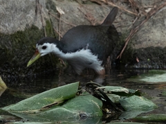 Amaurornis phoenicurus