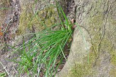 Ornithogalum umbellatum