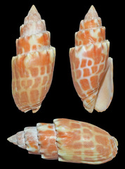 Mitra stictica