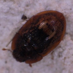 Lobiopa insularis