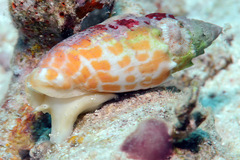 Mitra stictica