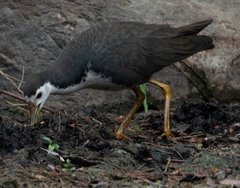 Amaurornis phoenicurus