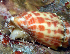 Mitra stictica
