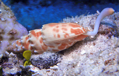 Mitra stictica