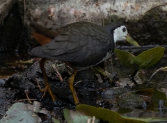 Amaurornis phoenicurus