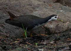 Amaurornis phoenicurus