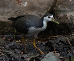 Amaurornis phoenicurus