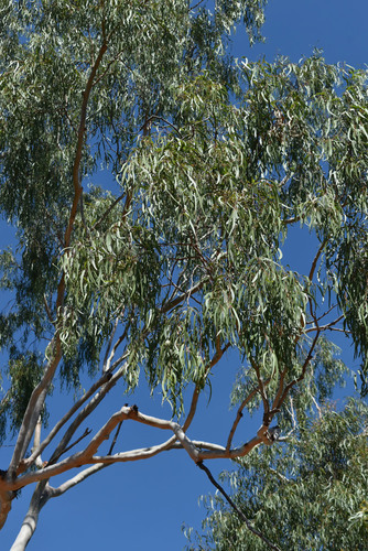 Subspecies Corymbia citriodora citriodora · iNaturalist