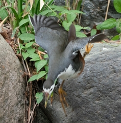 Amaurornis phoenicurus