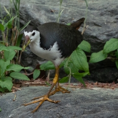 Amaurornis phoenicurus