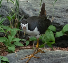 Amaurornis phoenicurus