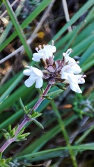 Thymus zygis sylvestris