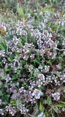 Thymus zygis sylvestris
