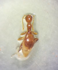 Acanthinus argentinus