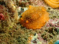 Doriopsilla miniata
