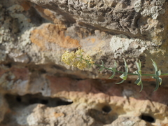 Galium reiseri