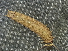 Battus polydamas polydamas