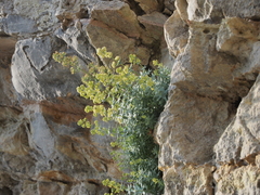 Galium reiseri