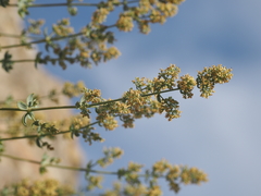 Galium reiseri