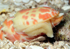 Mitra stictica