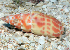 Mitra stictica