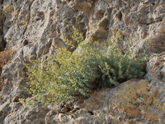 Galium reiseri