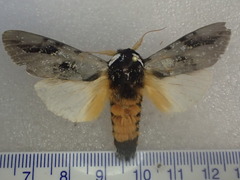 Psalidostetha banksiae