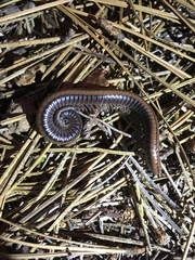 Californiulus yosemitensis