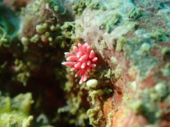 Okenia hiroi