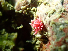 Okenia hiroi