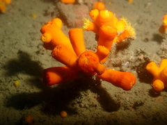 Dendrophyllia arbuscula