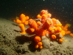 Dendrophyllia arbuscula