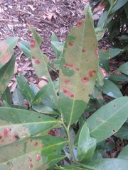 Wilsonomyces carpophilus