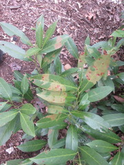 Wilsonomyces carpophilus