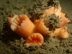 Cladopsammia eguchii