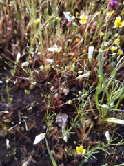 Leptosiphon liniflorus