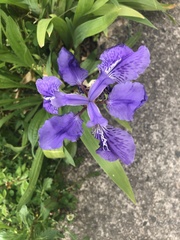 Iris tectorum